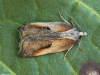 Image oder Foto f&uuml;r Acleris cristana, Familie Wickler, Tortricidae, Tortricini, Kleinschmetterling, Mikro, Falter, Imago