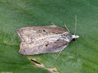 Image oder Foto f&uuml;r Acleris cristana, Familie Wickler, Tortricidae, Tortricini, Kleinschmetterling, Mikro, Falter, Imago