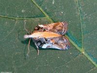 Image oder Foto f&uuml;r Acleris cristana, Familie Wickler, Tortricidae, Tortricini, Kleinschmetterling, Mikro, Falter, Imago