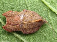 Image oder Foto f&uuml;r Acleris effractana emargana, Familie Wickler, Tortricidae, Tortricini, Kleinschmetterling, Mikro, Falter, Imago