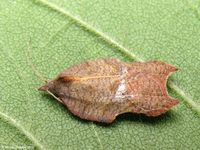 Image oder Foto f&uuml;r Acleris effractana emargana, Familie Wickler, Tortricidae, Tortricini, Kleinschmetterling, Mikro, Falter, Imago