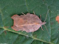 Image oder Foto f&uuml;r Acleris emargana, Familie Wickler, Tortricidae, Tortricini, Kleinschmetterling, Mikro, Falter, Imago