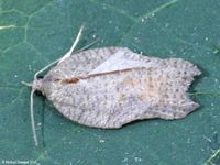 Image oder Foto f&uuml;r Acleris emargana, Familie Wickler, Tortricidae, Tortricini, Kleinschmetterling, Mikro, Falter, Imago