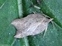 Image oder Foto f&uuml;r Acleris emargana, Familie Wickler, Tortricidae, Tortricini, Kleinschmetterling, Mikro, Falter, Imago