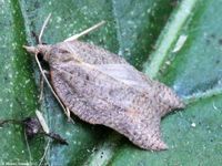 Image oder Foto f&uuml;r Acleris emargana, Familie Wickler, Tortricidae, Tortricini, Kleinschmetterling, Mikro, Falter, Imago