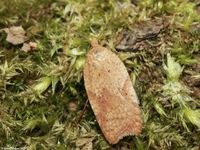 Image oder Foto f&uuml;r Acleris ferrugana, Familie Wickler, Tortricidae, Tortricini, Kleinschmetterling, Mikro, Falter, Imago