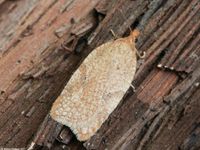 Image oder Foto f&uuml;r Acleris ferrugana, Familie Wickler, Tortricidae, Tortricini, Kleinschmetterling, Mikro, Falter, Imago