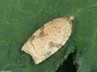 Image oder Foto f&uuml;r Acleris ferrugana, Familie Wickler, Tortricidae, Tortricini, Kleinschmetterling, Mikro, Falter, Imago