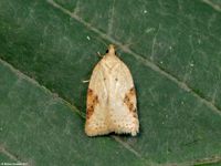 Image oder Foto f&uuml;r Acleris ferrugana, Familie Wickler, Tortricidae, Tortricini, Kleinschmetterling, Mikro, Falter, Imago