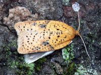 Image oder Foto f&uuml;r Acleris ferrugana, Familie Wickler, Tortricidae, Tortricini, Kleinschmetterling, Mikro, Falter, Imago