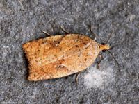 Image oder Foto f&uuml;r Acleris ferrugana, Familie Wickler, Tortricidae, Tortricini, Kleinschmetterling, Mikro, Falter, Imago