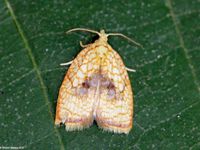 Image oder Foto f&uuml;r Acleris forsskaleana, Familie Wickler, Tortricidae, Tortricini, Kleinschmetterling, Mikro, Falter, Imago