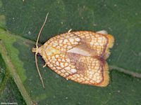 Image oder Foto f&uuml;r Acleris forsskaleana, Familie Wickler, Tortricidae, Tortricini, Kleinschmetterling, Mikro, Falter, Imago