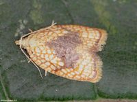 Image oder Foto f&uuml;r Acleris forsskaleana, Familie Wickler, Tortricidae, Tortricini, Kleinschmetterling, Mikro, Falter, Imago