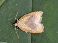 Image oder Foto f&uuml;r Acleris forsskaleana, Familie Wickler, Tortricidae, Tortricini, Kleinschmetterling, Mikro, Falter, Imago