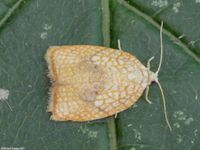 Image oder Foto f&uuml;r Acleris forsskaleana, Familie Wickler, Tortricidae, Tortricini, Kleinschmetterling, Mikro, Falter, Imago