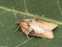 Image oder Foto f&uuml;r Acleris hastiana, Familie Wickler, Tortricidae, Tortricini, Kleinschmetterling, Mikro, Falter, Imago