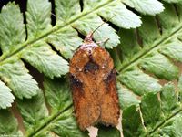 Image oder Foto f&uuml;r Acleris hastiana, Familie Wickler, Tortricidae, Tortricini, Kleinschmetterling, Mikro, Falter, Imago