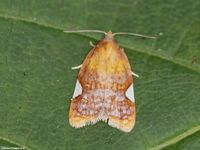 Image oder Foto f&uuml;r Acleris holmiana, Familie Wickler, Tortricidae, Tortricini, Kleinschmetterling, Mikro, Falter, Imago