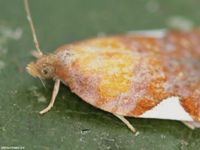 Image oder Foto f&uuml;r Acleris holmiana, Familie Wickler, Tortricidae, Tortricini, Kleinschmetterling, Mikro, Falter, Imago