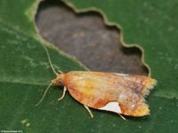 Image oder Foto f&uuml;r Acleris holmiana, Familie Wickler, Tortricidae, Tortricini, Kleinschmetterling, Mikro, Falter, Imago