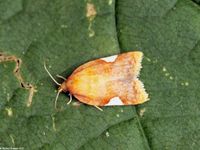 Image oder Foto f&uuml;r Acleris holmiana, Familie Wickler, Tortricidae, Tortricini, Kleinschmetterling, Mikro, Falter, Imago