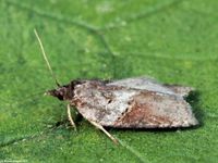 Image oder Foto f&uuml;r Acleris laterana, Familie Wickler, Tortricidae, Tortricini, Kleinschmetterling, Mikro, Falter, Imago