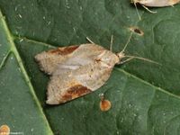 Image oder Foto f&uuml;r Acleris laterana, Familie Wickler, Tortricidae, Tortricini, Kleinschmetterling, Mikro, Falter, Imago