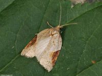 Image oder Foto f&uuml;r Acleris laterana, Familie Wickler, Tortricidae, Tortricini, Kleinschmetterling, Mikro, Falter, Imago