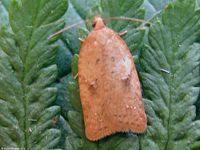 Image oder Foto f&uuml;r Acleris notana, Familie Wickler, Tortricidae, Tortricini, Kleinschmetterling, Mikro, Falter, Imago