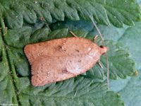 Image oder Foto f&uuml;r Acleris notana, Familie Wickler, Tortricidae, Tortricini, Kleinschmetterling, Mikro, Falter, Imago