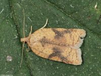 Image oder Foto f&uuml;r Acleris notana, Familie Wickler, Tortricidae, Tortricini, Kleinschmetterling, Mikro, Falter, Imago