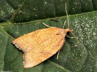 Image oder Foto f&uuml;r Acleris rhombana, Familie Wickler, Tortricidae, Tortricini, Kleinschmetterling, Mikro, Falter, Imago