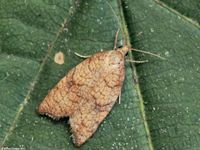 Image oder Foto f&uuml;r Acleris rhombana, Familie Wickler, Tortricidae, Tortricini, Kleinschmetterling, Mikro, Falter, Imago