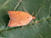 Image oder Foto f&uuml;r Acleris rhombana, Familie Wickler, Tortricidae, Tortricini, Kleinschmetterling, Mikro, Falter, Imago