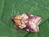 Image oder Foto f&uuml;r Acleris rhombana, Familie Wickler, Tortricidae, Tortricini, Kleinschmetterling, Mikro, Falter, Imago