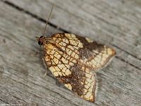 Image oder Foto f&uuml;r Acleris rhombana, Familie Wickler, Tortricidae, Tortricini, Kleinschmetterling, Mikro, Falter, Imago