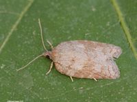 Image oder Foto f&uuml;r Acleris sparsana, Familie Wickler, Tortricidae, Tortricini, Kleinschmetterling, Mikro, Falter, Imago