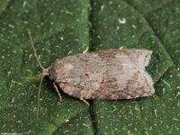 Image oder Foto f&uuml;r Acleris sparsana, Familie Wickler, Tortricidae, Tortricini, Kleinschmetterling, Mikro, Falter, Imago