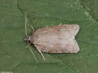 Image oder Foto f&uuml;r Acleris sparsana, Familie Wickler, Tortricidae, Tortricini, Kleinschmetterling, Mikro, Falter, Imago