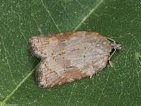 Image oder Foto f&uuml;r Acleris sparsana, Familie Wickler, Tortricidae, Tortricini, Kleinschmetterling, Mikro, Falter, Imago