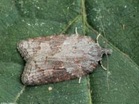 Image oder Foto f&uuml;r Acleris sparsana, Familie Wickler, Tortricidae, Tortricini, Kleinschmetterling, Mikro, Falter, Imago