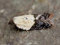 Image oder Foto f&uuml;r Acleris variegana, Familie Wickler, Tortricidae, Tortricini, Kleinschmetterling, Mikro, Falter, Imago