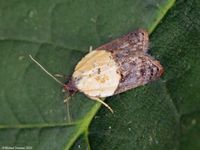 Image oder Foto f&uuml;r Acleris variegana, Familie Wickler, Tortricidae, Tortricini, Kleinschmetterling, Mikro, Falter, Imago