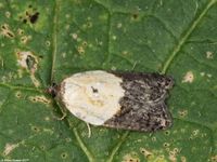 Image oder Foto f&uuml;r Acleris variegana, Familie Wickler, Tortricidae, Tortricini, Kleinschmetterling, Mikro, Falter, Imago