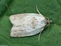 Image oder Foto f&uuml;r Acleris variegana, Familie Wickler, Tortricidae, Tortricini, Kleinschmetterling, Mikro, Falter, Imago