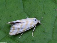 Image oder Foto f&uuml;r Aethes margaritana, Familie Wickler, Tortricidae, Cochylini, Kleinschmetterling, Mikro, Falter, Imago