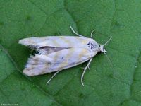 Image oder Foto f&uuml;r Aethes margaritana, Familie Wickler, Tortricidae, Cochylini, Kleinschmetterling, Mikro, Falter, Imago