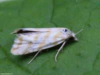 Image oder Foto f&uuml;r Aethes margaritana, Familie Wickler, Tortricidae, Cochylini, Kleinschmetterling, Mikro, Falter, Imago