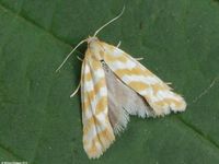 Image oder Foto f&uuml;r Aethes margaritana, Familie Wickler, Tortricidae, Cochylini, Kleinschmetterling, Mikro, Falter, Imago